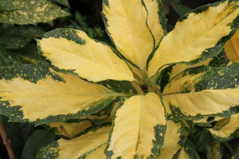 Aucuba japonica 'Clear Picture'