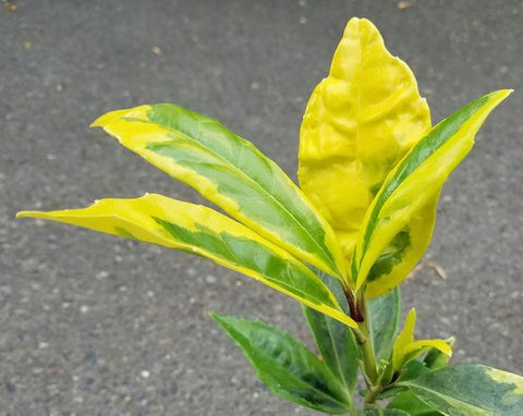 Aucuba japonica 'Overlook'(aka Spotted Laurel)
