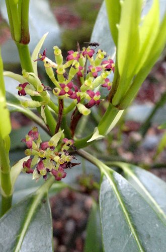 Aucuba japonica var. longifolia (aka Japanese Laurel)
