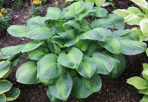 Hosta 'Avocado'