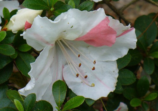 Azalea 'Conversation Piece'