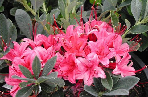 Azalea 'Millennium'