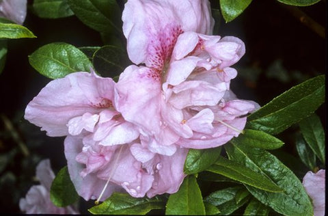 Azalea 'Nancy of Robinhill'