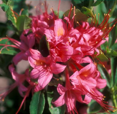Azalea 'Parade'