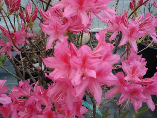 Azalea 'Rosy Lights'