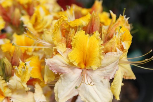 Azalea 'Washington State Centennial'