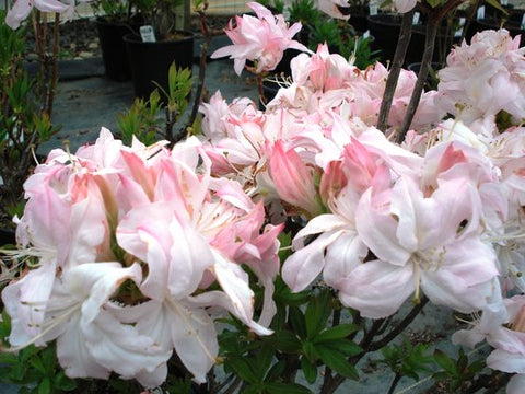 Azalea 'White Lights'