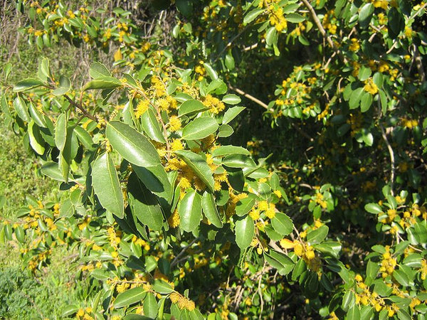 Azara dentata (aka Toothed Azara)
