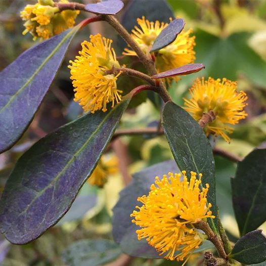 Azara integrifolia