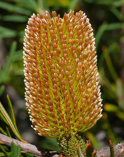 Banksia marginata