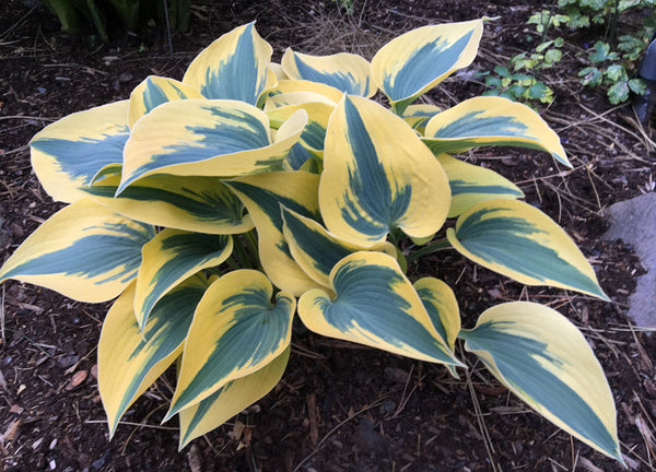 Hosta 'Ben Vernooj'