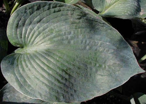 Hosta 'Betcher's Blue'