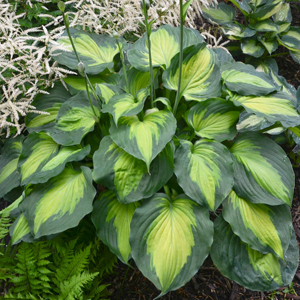 Hosta 'Beyond Glory'