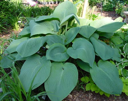 Hosta 'Birchwood Elegance'