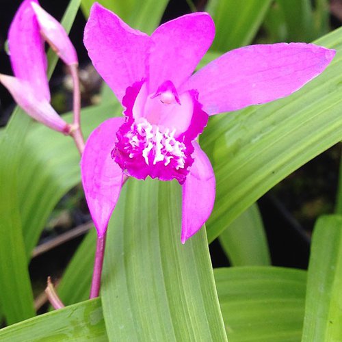 Bletilla striata 'Big Bob'