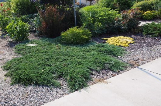 Juniperus horizontalis 'Wiltonii' (Blue Rug Juniper)