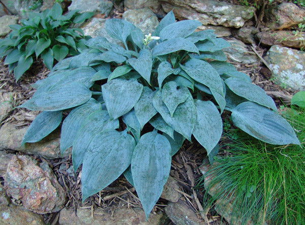 Hosta 'Blue Baron'