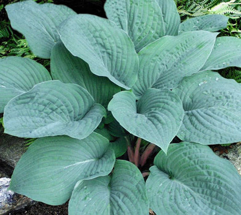 Hosta 'Blueberry Muffin'