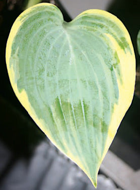 Hosta 'Blue Flame'