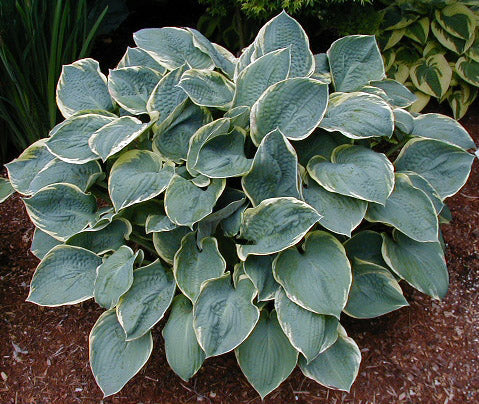 Hosta 'Brave Amherst'