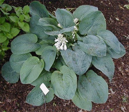 Hosta 'Bressingham Blue'