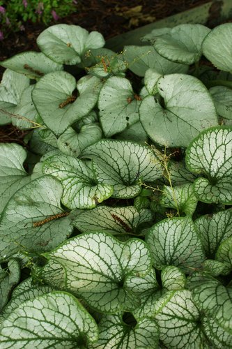 Brunnera macrophylla 'Langtrees'