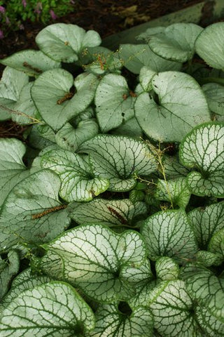 Brunnera macrophylla 'Langtrees'