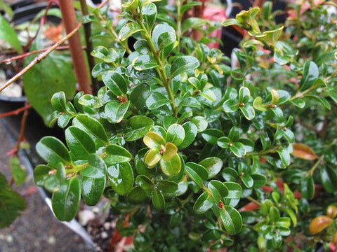Buxus microphylla 'Curly Locks'
