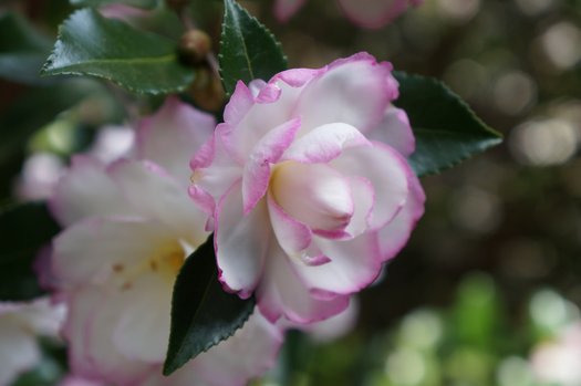 Camellia sasanqua