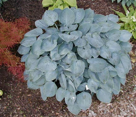 Hosta 'Camelot'