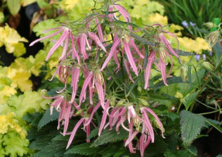 Campanula 'Pink Octopus'