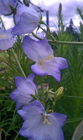 Campanula persicifolia 'Lavender Mist'