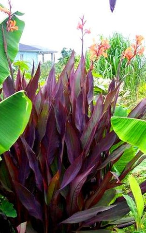 Canna 'Intrigue'