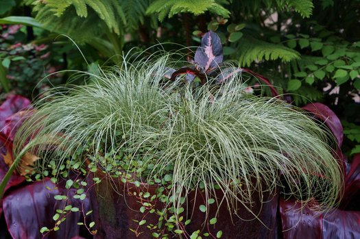 Carex comans 'Frosted Curls'