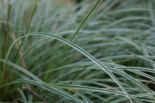 Carex conica 'Snowline'