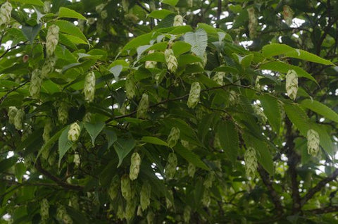 Carpinus japonicus