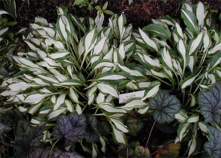 Hosta 'Celebration'