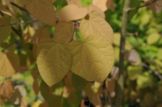 Cercidiphyllum japonicum var. magnificum