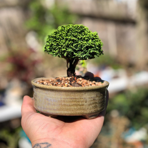 Chamaecyparis pisifera 'Tsukumo' (Pygmy Sawara False Cypress)