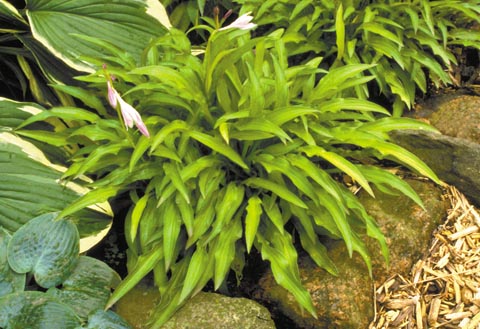 Hosta 'Chartreuse Wiggles'