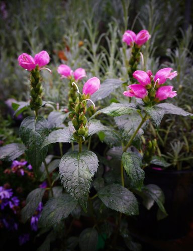 Chelone 'Tiny Tortuga'