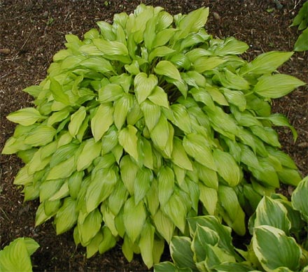 Hosta 'Chinese Sunrise'