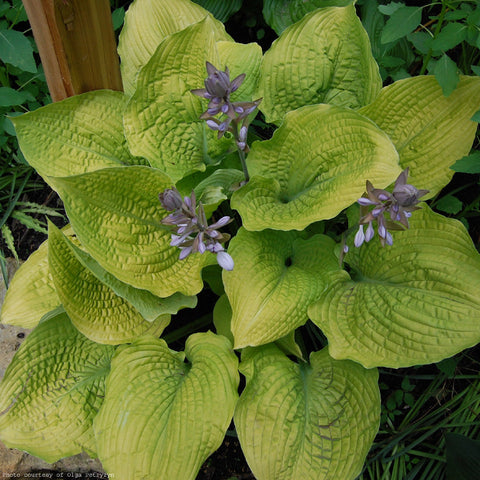 Hosta 'Coast to Coast'