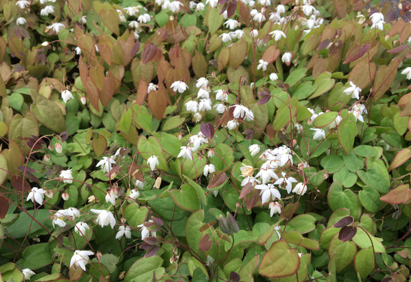 Epimedium x youngianum 'Copper Charm'