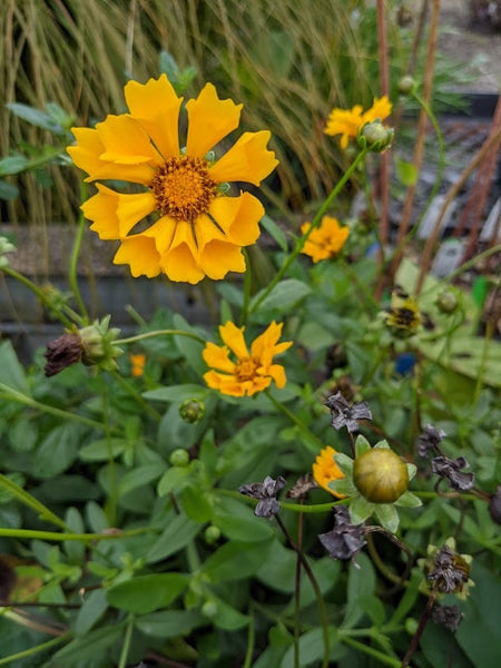 Coreopsis 'Jethro Tull' (Jethro Tull Tickseed)