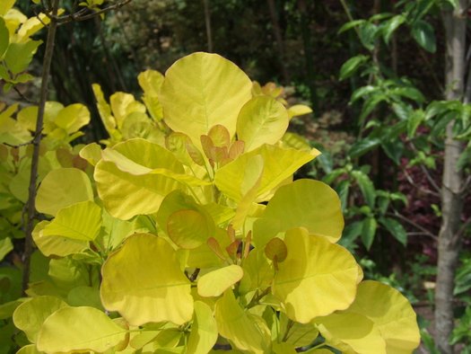 Cotinus coggygria 'Golden Spirit'