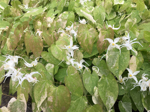 Epimedium sempervirens 'Creamsicle'