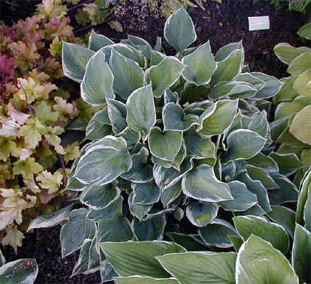 Hosta 'Crusader'