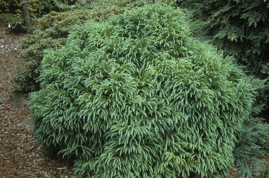 Cryptomeria japonica 'Globosa Nana'