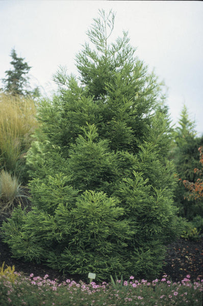 Cryptomeria japonica 'Spiraliter Falcata'